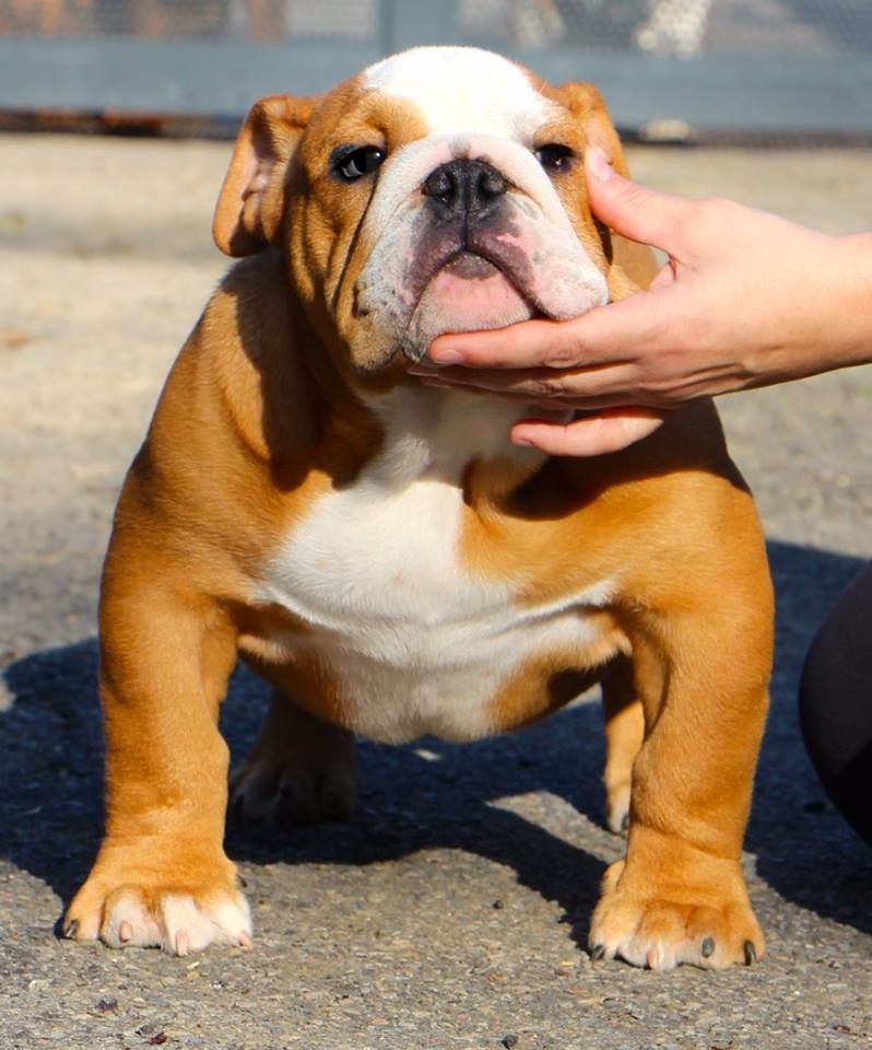 Sexy Bully - Chiots disponibles - Bulldog Anglais