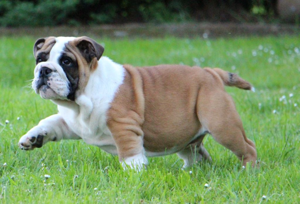 Sexy Bully - Chiots disponibles - Bulldog Anglais