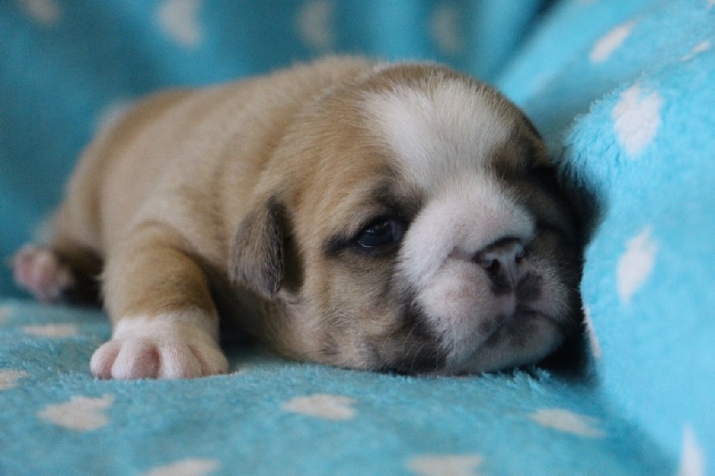 Sexy Bully - Bulldog Anglais - Portée née le 01/05/2016