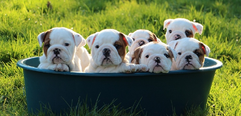 Sexy Bully - Bulldog Anglais - Portée née le 05/12/2015