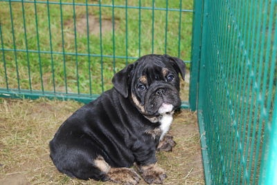 Sexy Bully - Bulldog Anglais - Portée née le 07/06/2011