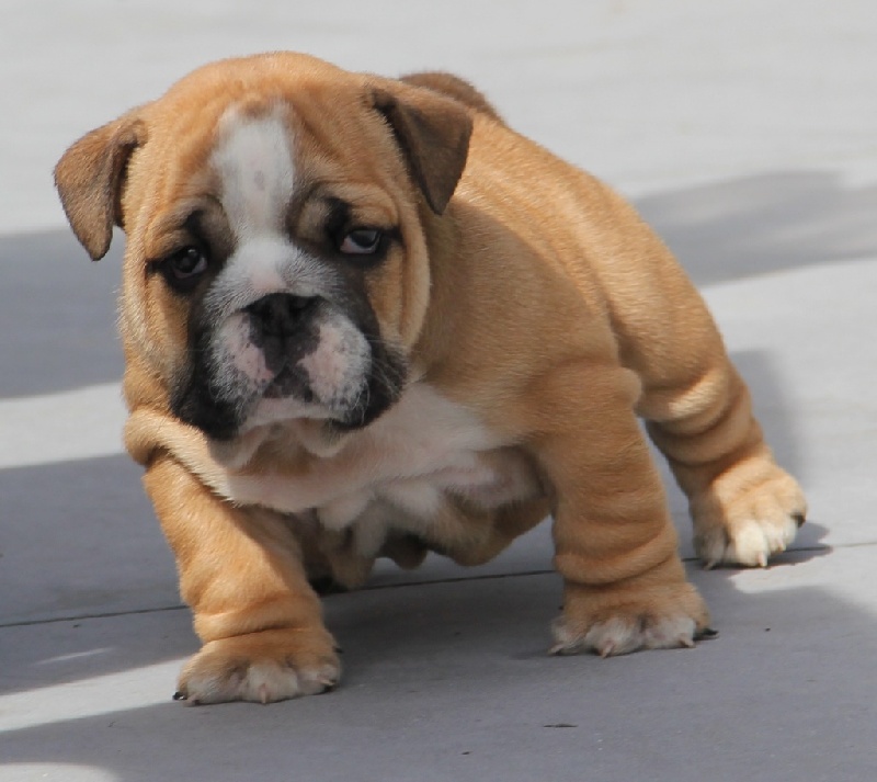 Sexy Bully - Bulldog Anglais - Portée née le 20/02/2014