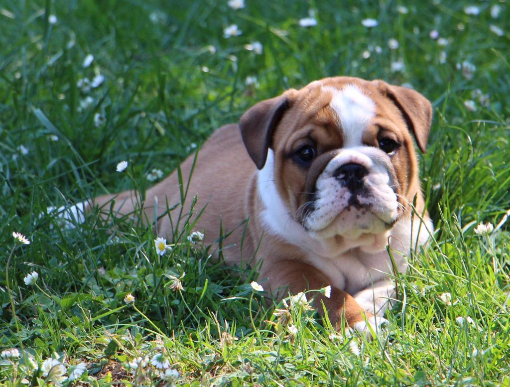 Sexy Bully - Chiots disponibles - Bulldog Anglais