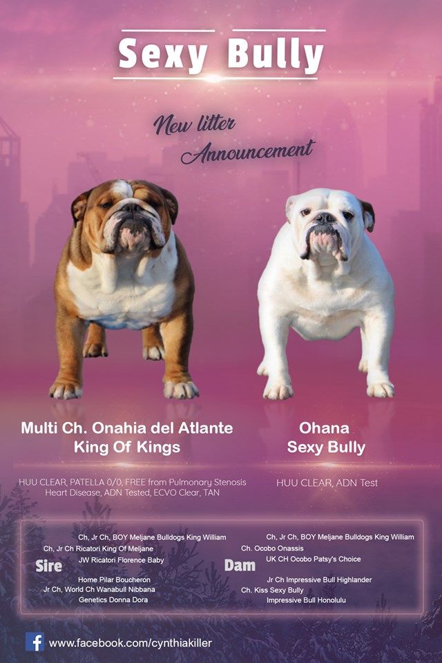 Chiot Bulldog Anglais Sexy Bully