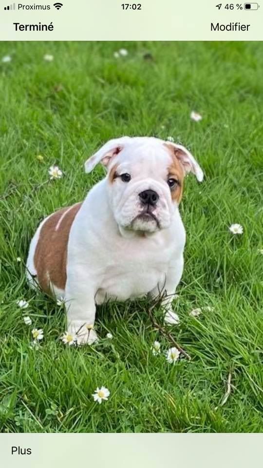 Sexy Bully - Chiots disponibles - Bulldog Anglais