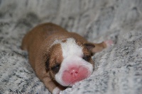 CHIOT