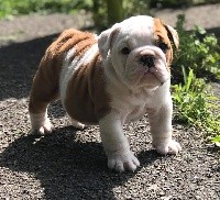 CHIOT