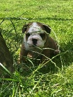 CHIOT