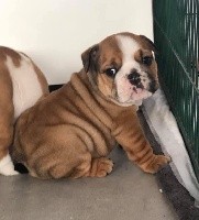 CHIOT