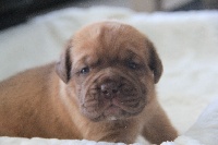 O' Balou