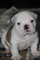 CHIOT