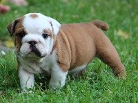 CHIOT