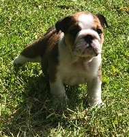 CHIOT