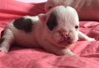 CHIOT