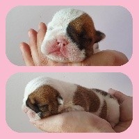 CHIOT
