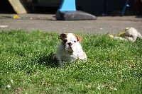 CHIOT