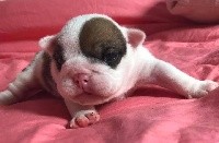 CHIOT