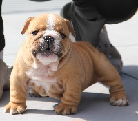 Norma jane sexy bully