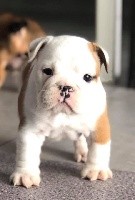 CHIOT