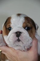 Lilly
