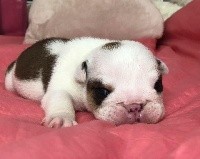 CHIOT