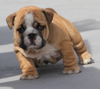 NEWTON SEXY BULLY