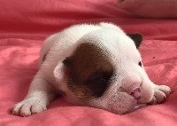 CHIOT