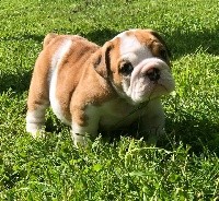 CHIOT