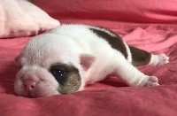 CHIOT