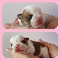 CHIOT