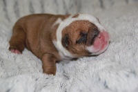 Lola