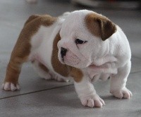 CHIOT