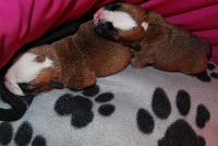 CHIOT