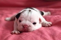 CHIOT