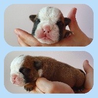 CHIOT