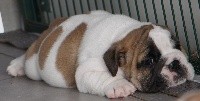 CHIOT