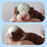 CHIOT
