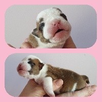 CHIOT