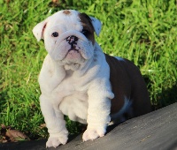 Oscar