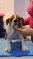 CHIOT