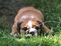 CHIOT