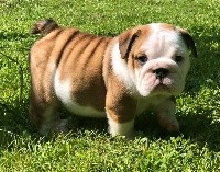 CHIOT