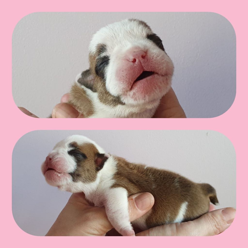 Sexy Bully - Chiots disponibles - Bulldog Anglais