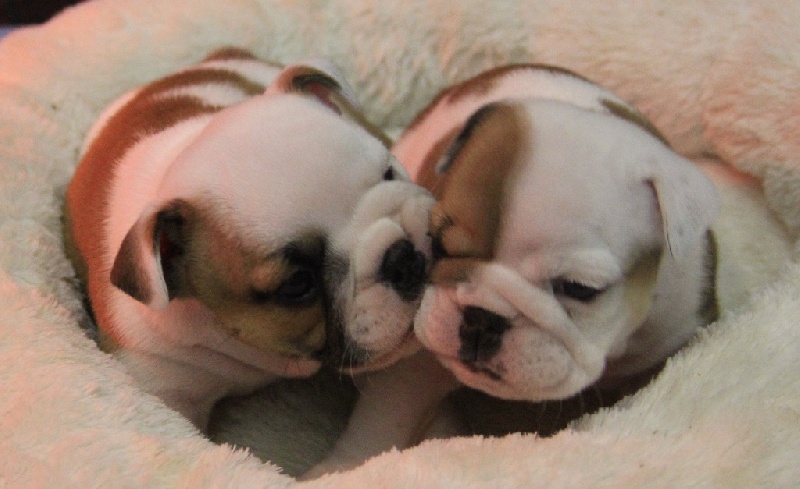Sexy Bully - Bulldog Anglais - Portée née le 16/12/2014