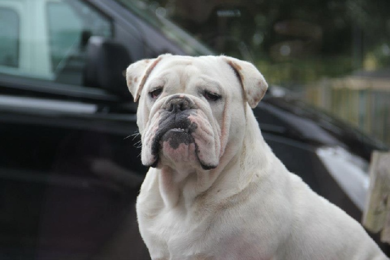 Sexy Bully - Bulldog Anglais - Portée née le 06/06/2011
