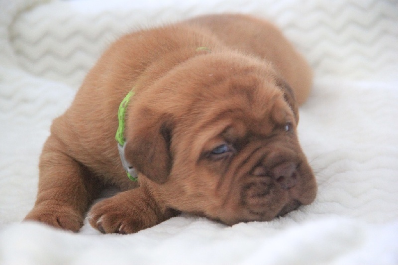 Sexy Bully - Dogue de Bordeaux - Portée née le 15/05/2015